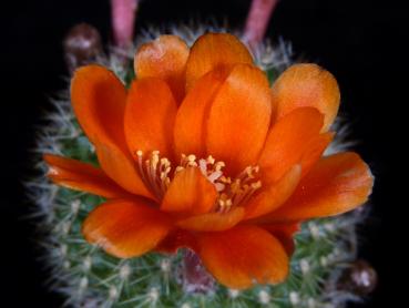 Flower of mother plant